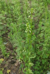 Arabis sagittata borealis