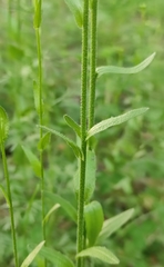 Arabis sagittata borealis