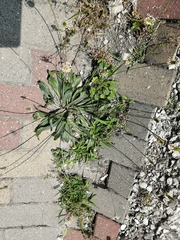 Plantago lanceolata