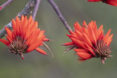 Erythrina variegata