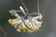 Edgeworthia gardneri
