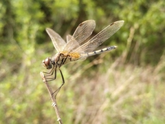 Trithemis pallidinervis