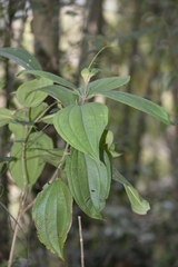 Oxyspora paniculata