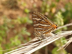 Cigaritis vulcanus