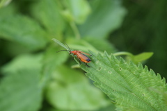Rhagonycha fulva