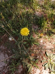 Crepis foetida rhoeadifolia