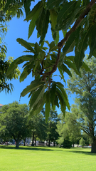 Quercus acutissima