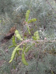 Adenocarpus decorticans