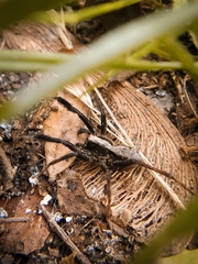 Schizocosa crassipes