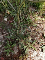 Crepis foetida rhoeadifolia