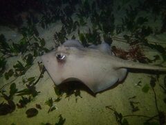 Trygonoptera personata