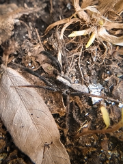 Schizocosa crassipes