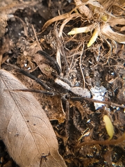 Schizocosa crassipes