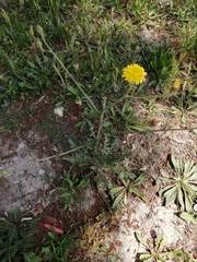 Crepis foetida rhoeadifolia