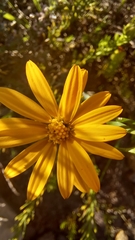 Osteospermum glabrum