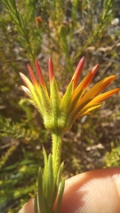 Osteospermum glabrum