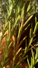 Osteospermum glabrum