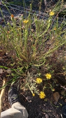 Osteospermum glabrum