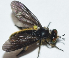 Holopogon chalcogaster