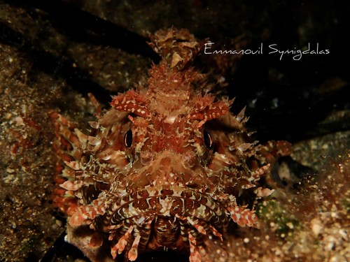 Scorpionfish
