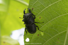 Serrognathus titanus