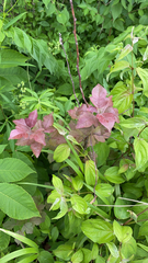 Magnoliopsida