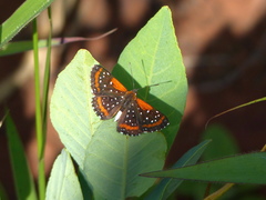 Lemonias stalachtioides