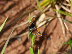 Lemonias stalachtioides