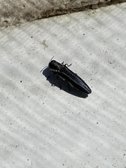 Agrilus bilineatus