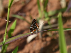Lemonias stalachtioides