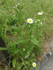 Erigeron annuus
