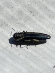Agrilus bilineatus