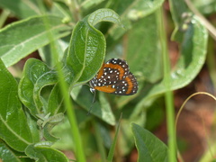 Lemonias stalachtioides