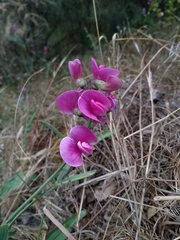 Lathyrus clymenum