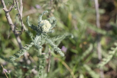 Achillea leptophylla