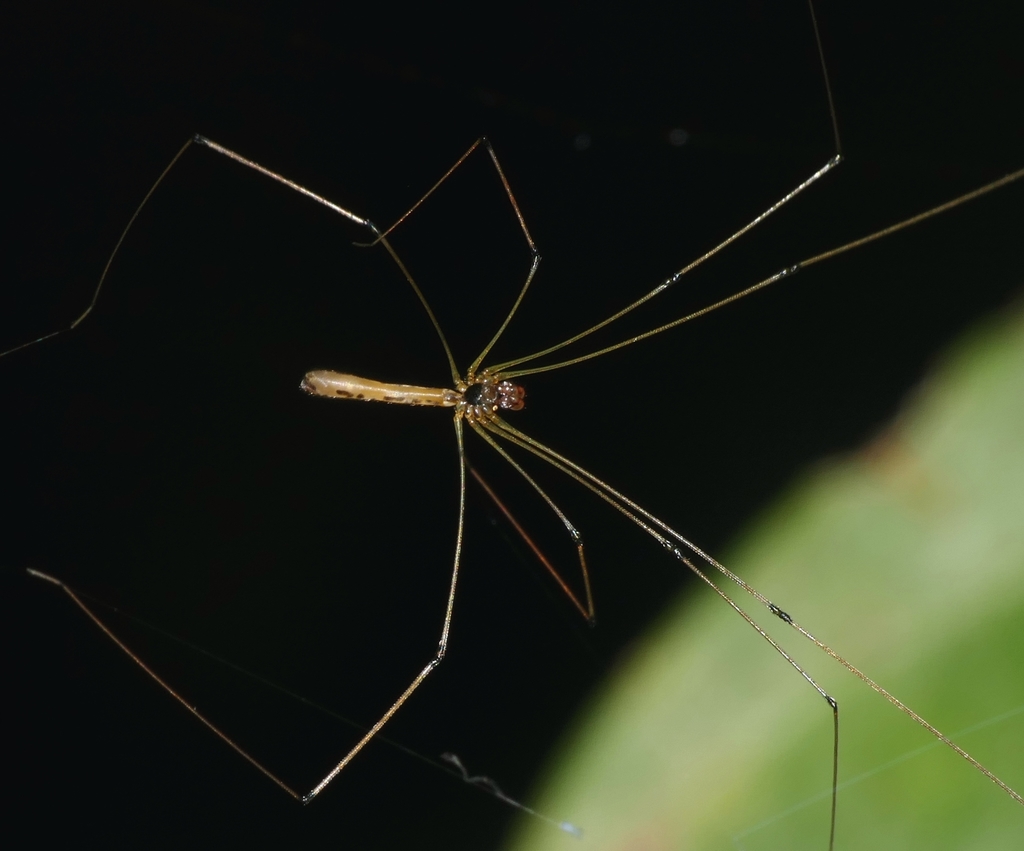 Kelabita