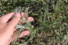 Achillea leptophylla