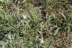 Achillea leptophylla