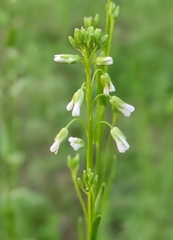 Arabis sagittata borealis