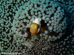 Amphiprion