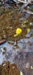 Utricularia intermedia