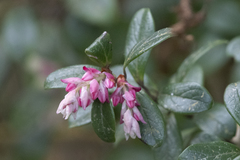 Vaccinium sikkimense