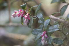 Vaccinium sikkimense