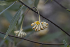 Edgeworthia gardneri