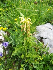 Pedicularis foliosa