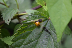 Harmonia axyridis