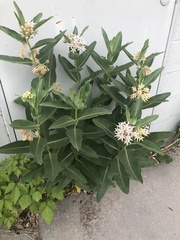 Asclepias speciosa