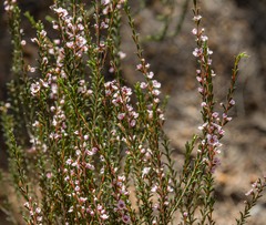 Thryptomene australis brachyandra