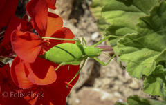 Odontura glabricauda