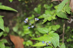 Sanicula lamelligera